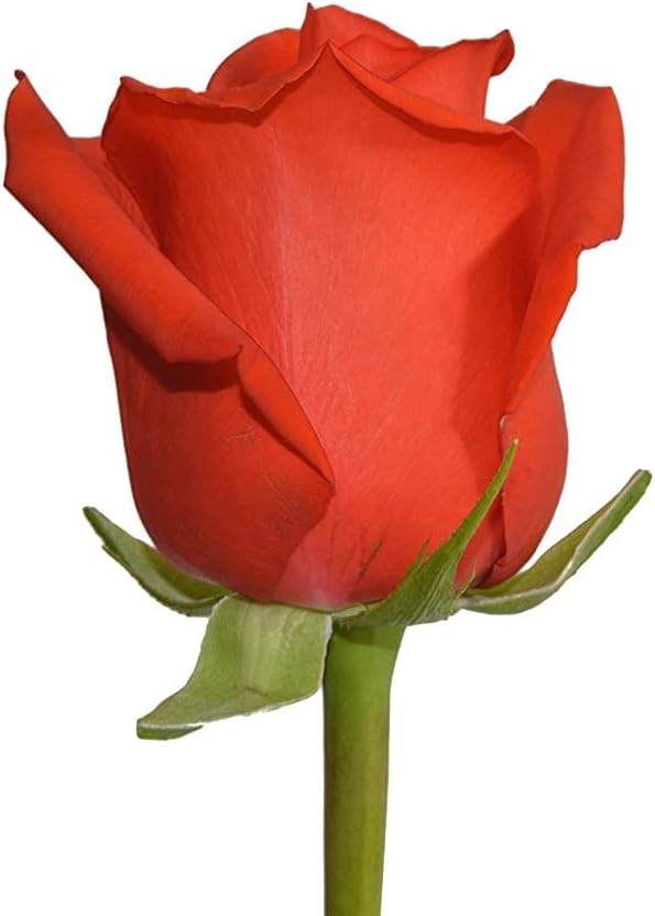 Vibrant Farm-Fresh Orange Rose Bouquet
