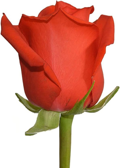 Vibrant Farm-Fresh Orange Rose Bouquet